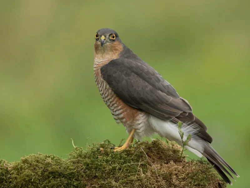 Eurasian sparrowhawk (Accipiter nisus)