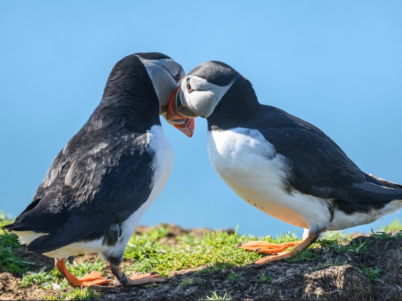 Atlantic puffin pair bonding through bill rubbing