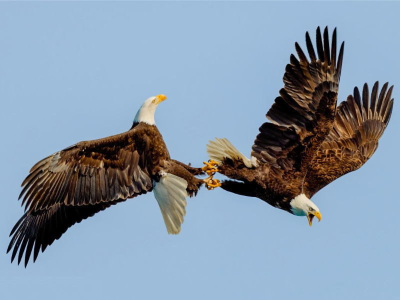 Bald eagle courtship