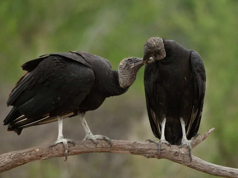 Black vulture pair