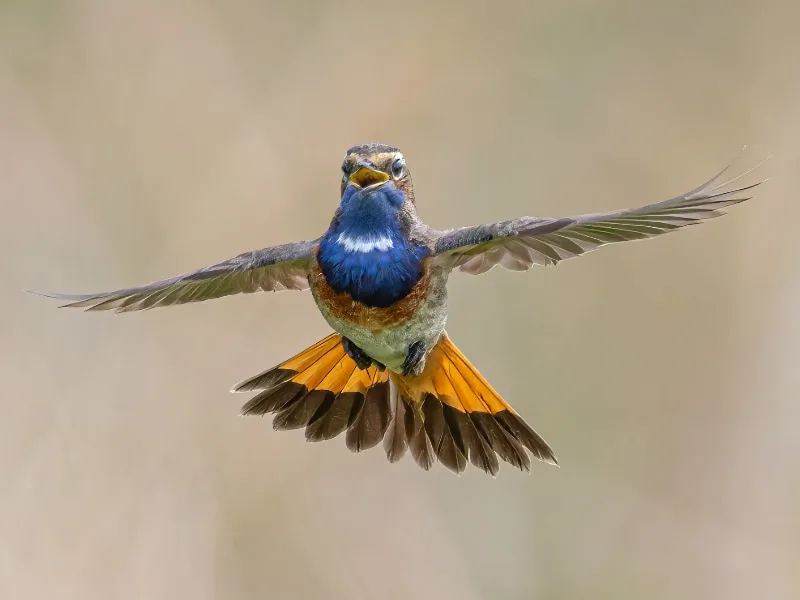 Bluethroat in flight