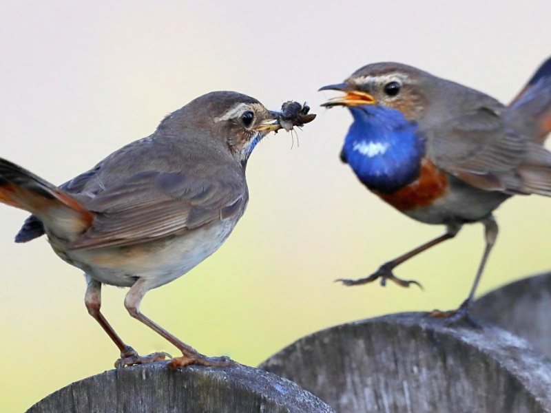 Bluethroat pair