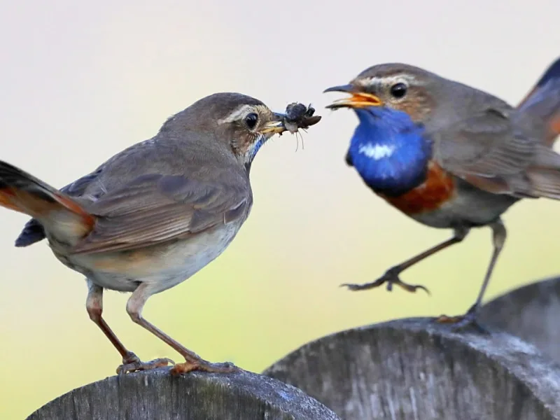 Bluethroat pair