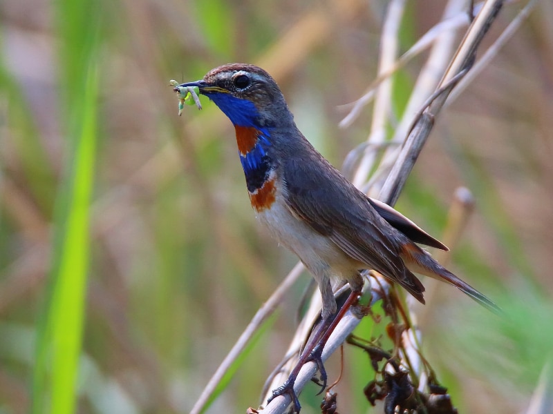 Male bluethroat with an insect for its chicks