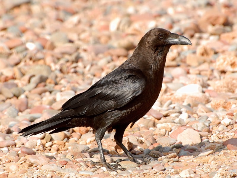 Brown-necked raven (Corvus ruficollis)