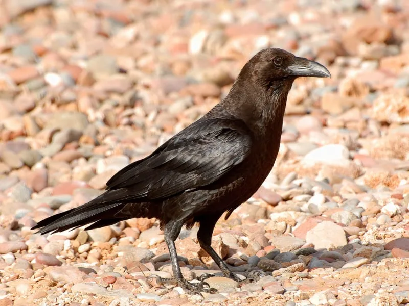 Brown-necked raven (Corvus ruficollis)