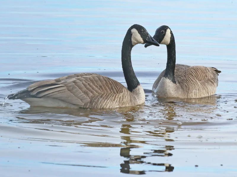 Canada geese pair
