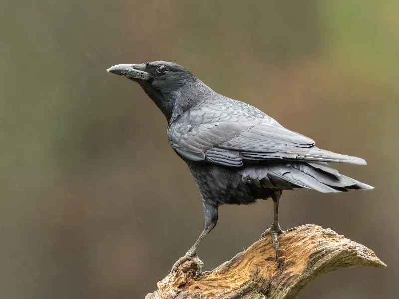 Carrion crow (Corvus corone)