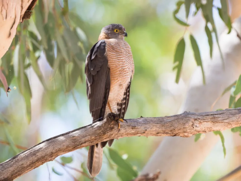 Collared sparrowhawk (Tachyspiza cirrocephala)