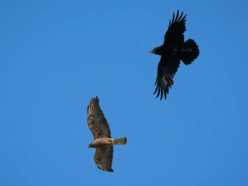 Common raven defends its nest against a Swainson's hawk
