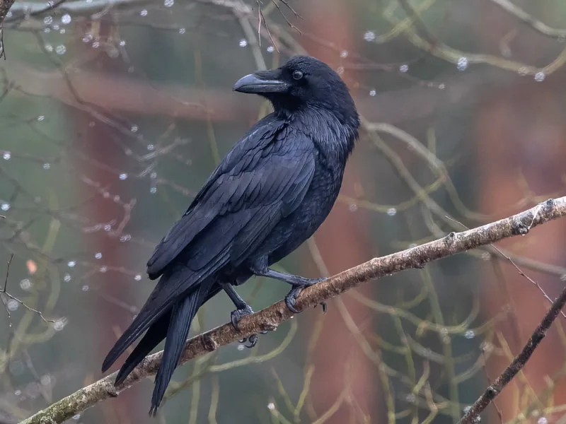 Common raven (Corvus corax)