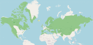 Common raven: Intelligent generalist with global reach