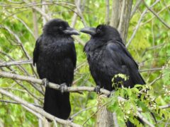 Common raven pair