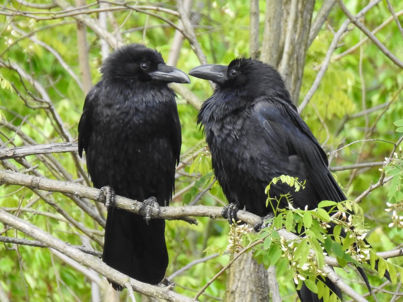 Common raven pair