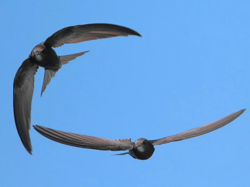 Common swift pair