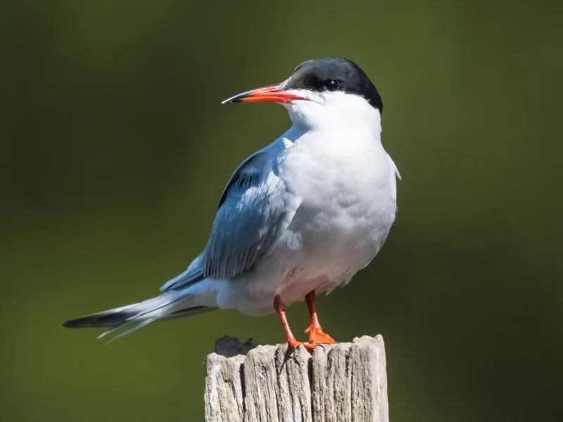 Common tern (Sterna hirundo)