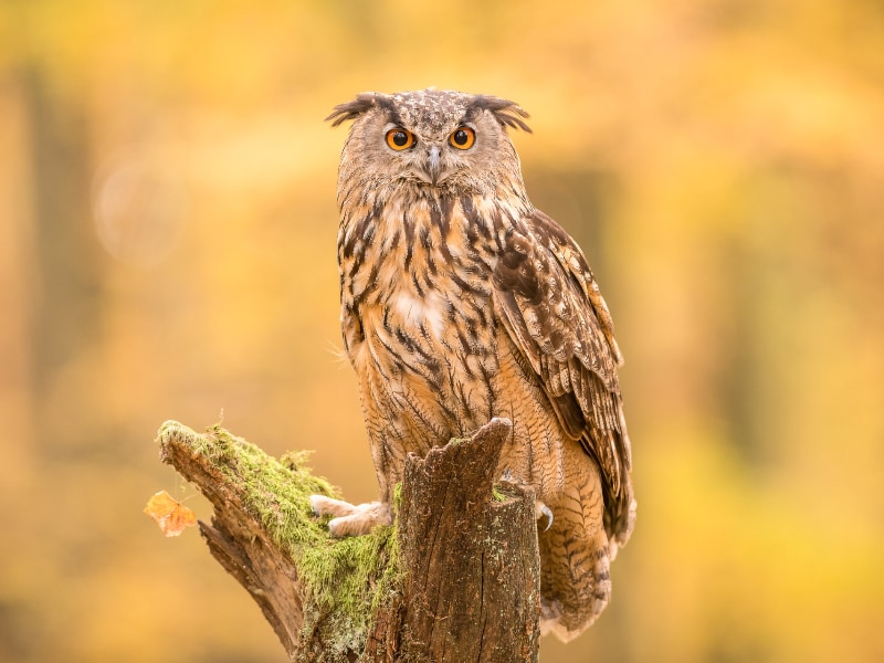 Eurasian eagle-owl (Bubo bubo)