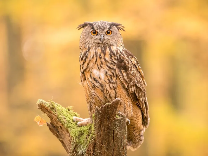 Eurasian eagle-owl (Bubo bubo)