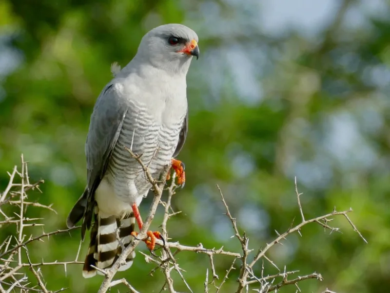 Gabar goshawk (Micronisus gabar)