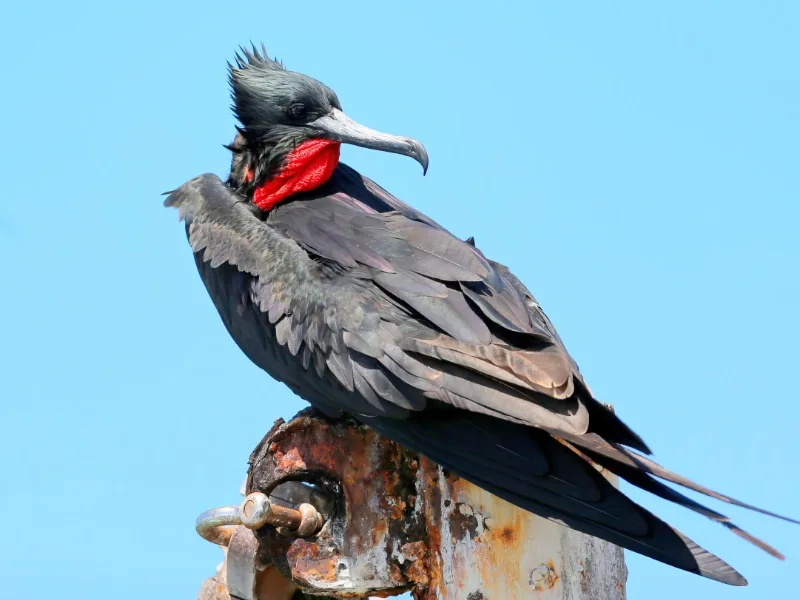Great frigatebird (Fregata minor)