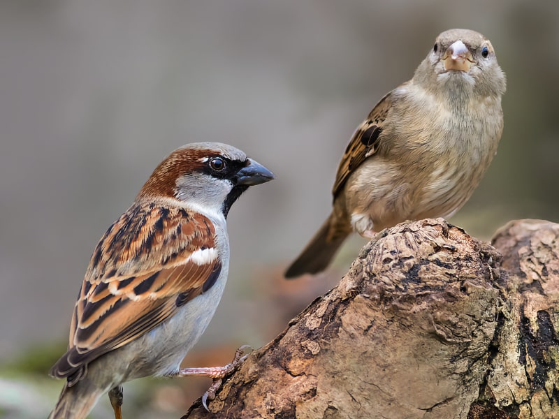 House sparrow pair