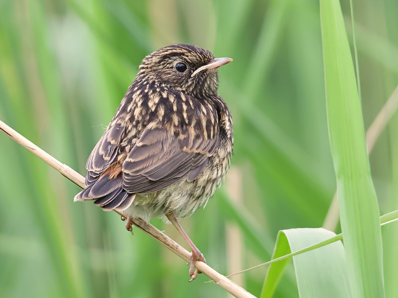 Juvenile bluethroat