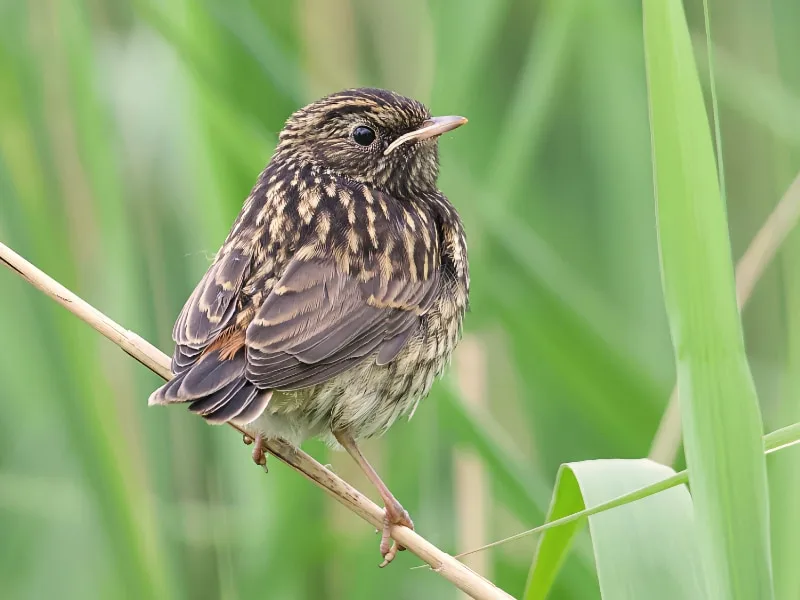 Juvenile bluethroat