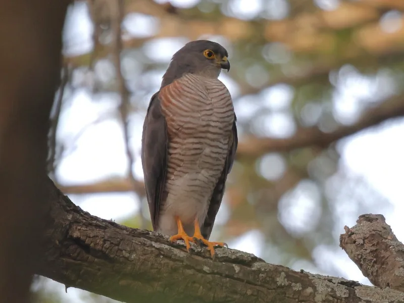 Little sparrowhawk (Tachyspiza minulla)