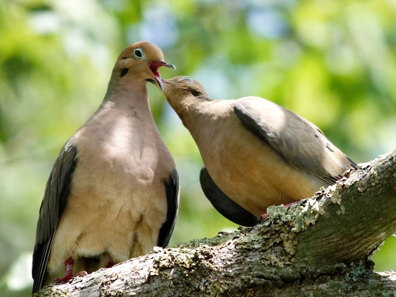 Mourning doves pair
