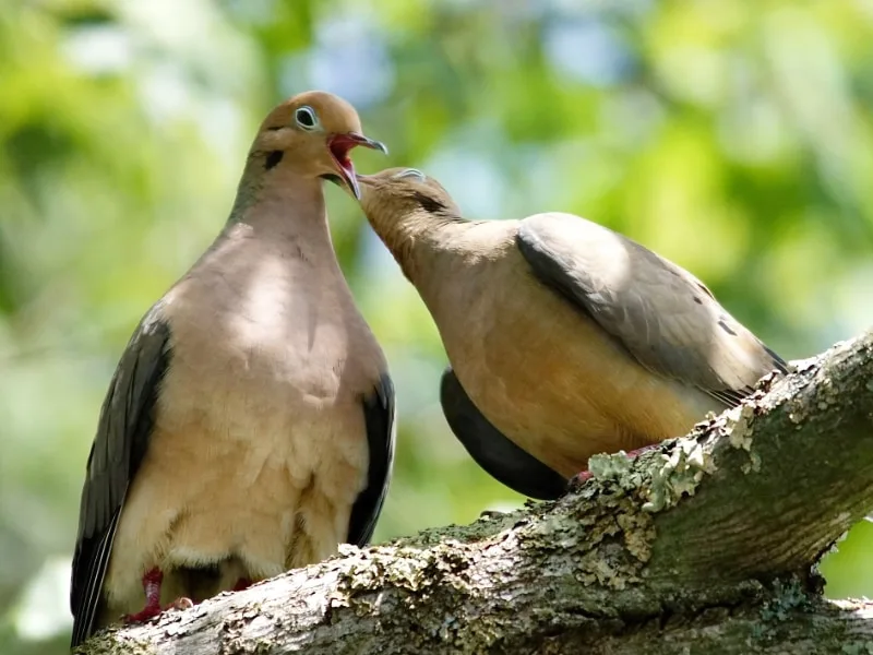 Mourning doves pair