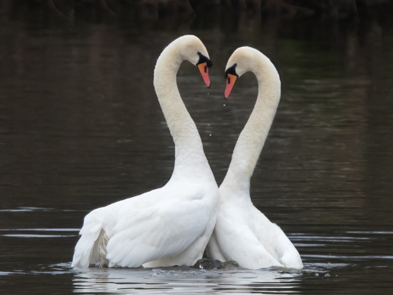 Mute swans in a courtship display