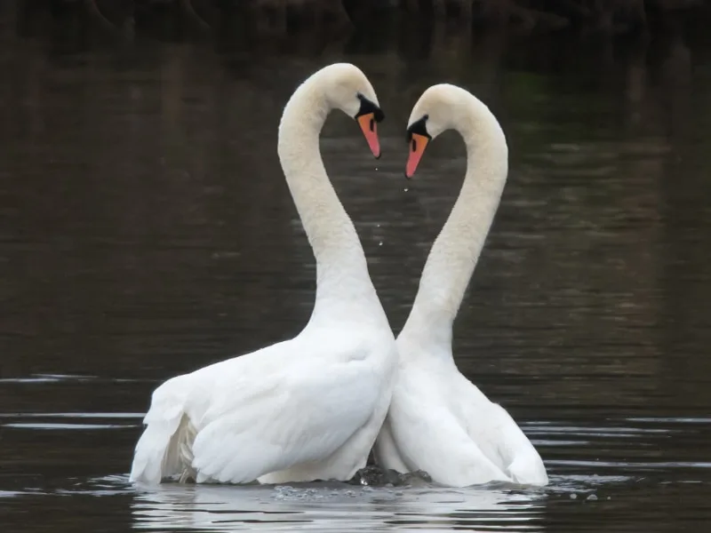 Mute swans in a courtship display