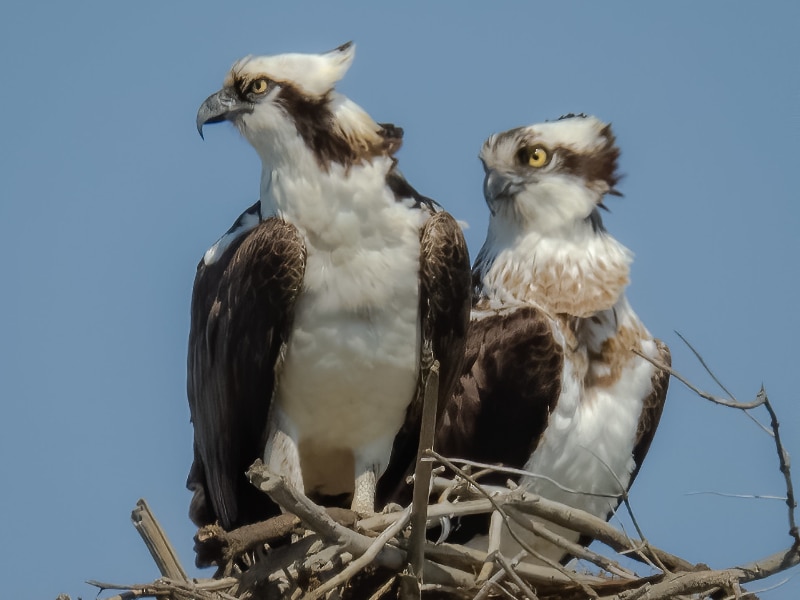 Osprey pair