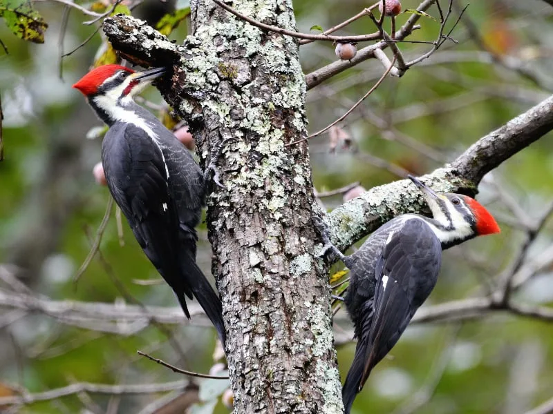 Pileated woodpecker pair