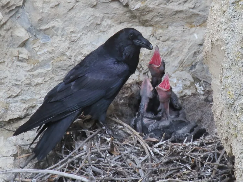 Common raven at the nest with begging chicks