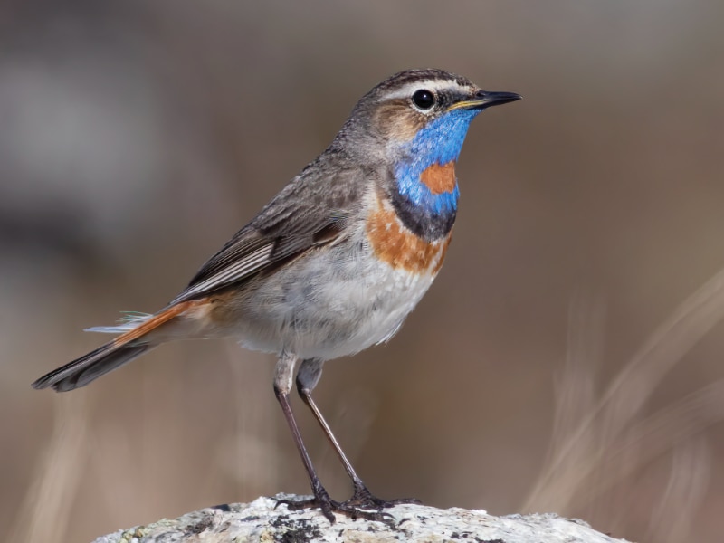Red-spotted bluethroat (Luscinia svecica svecica)