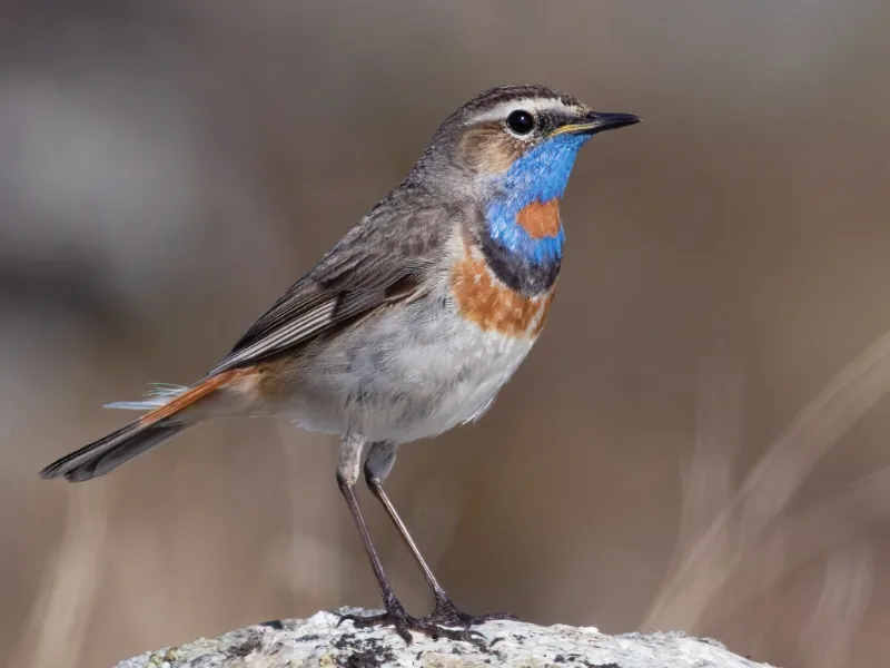 Red-spotted bluethroat (Luscinia svecica svecica)