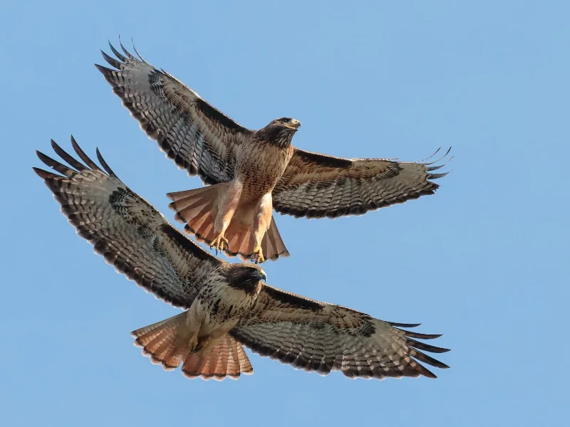 Red-tailed hawks soaring in mid-air courtship