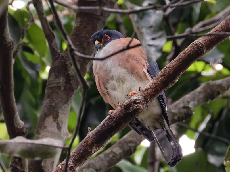 Red-thighed sparrowhawk (Tachyspiza erythropus)