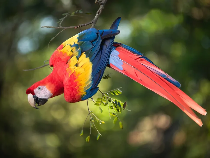 Scarlet macaw (Ara macao)