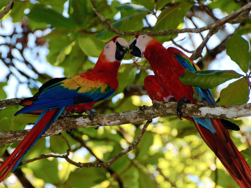 Scarlet macaws pair