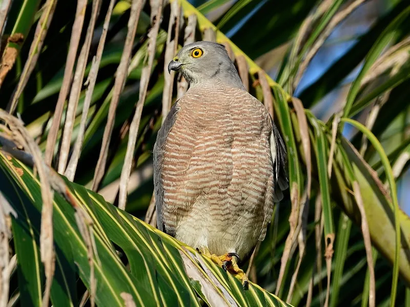 Shikra (Tachyspiza badius)
