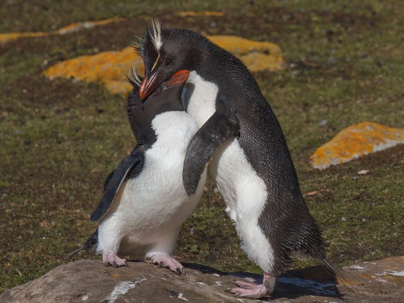 Southern rockhopper penguin pair