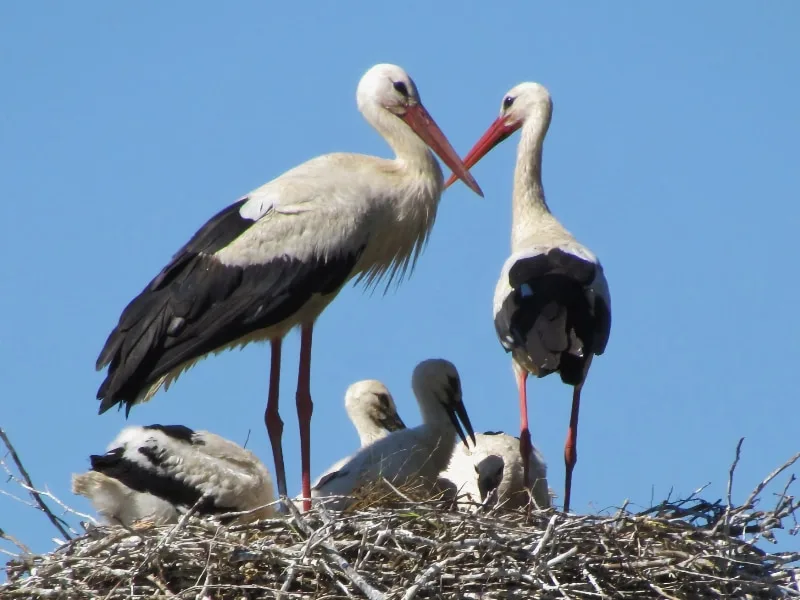 White stork family