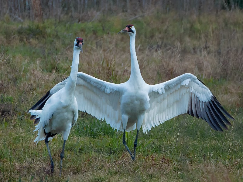 Whooping crane pair