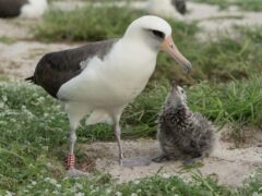 Wisdom, Laysan albatross