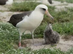 Wisdom, Laysan albatross