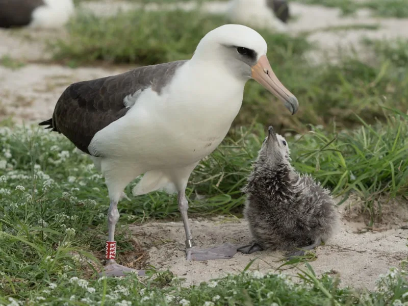 Wisdom, Laysan albatross