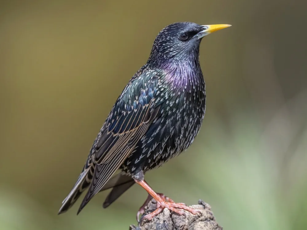 Adult common starling (Sturnus vulgaris)