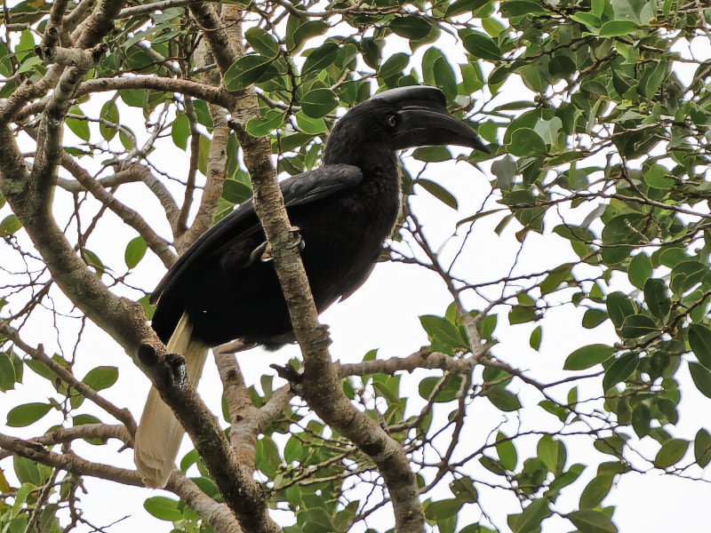Sulu hornbill (Anthracoceros montani)